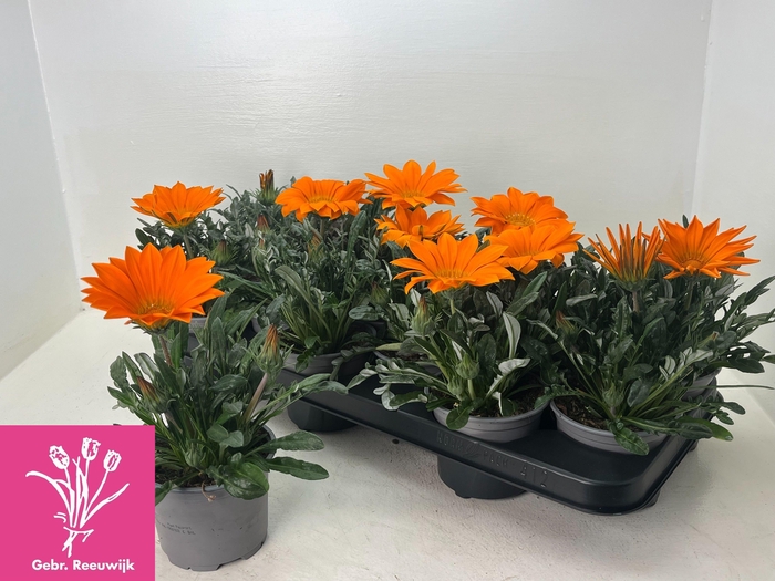 <h4>GAZ GAZOO CL ORANGE</h4>