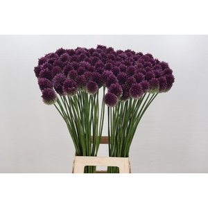 Allium Sphaerocephalon