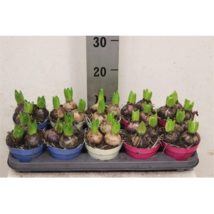 Hyacinth Gemengd 3pp