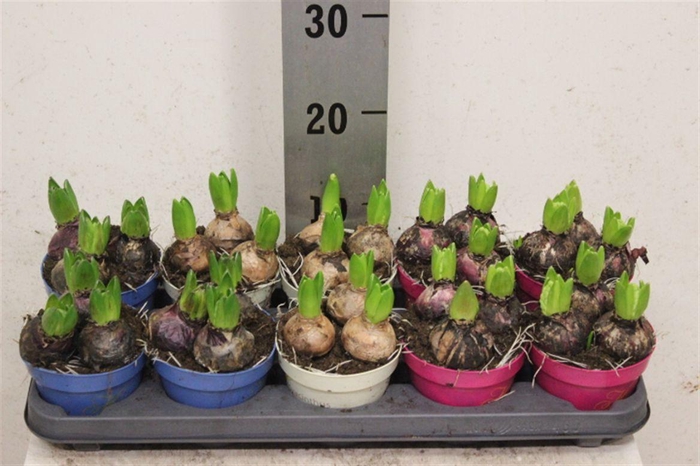 Hyacinth Gemengd 3pp