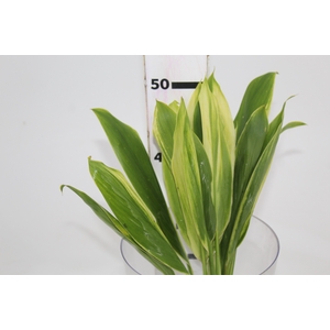 FOLHAGEM DRACENA ALBA