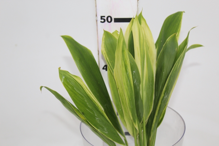 <h4>FOLHAGEM DRACENA ALBA</h4>