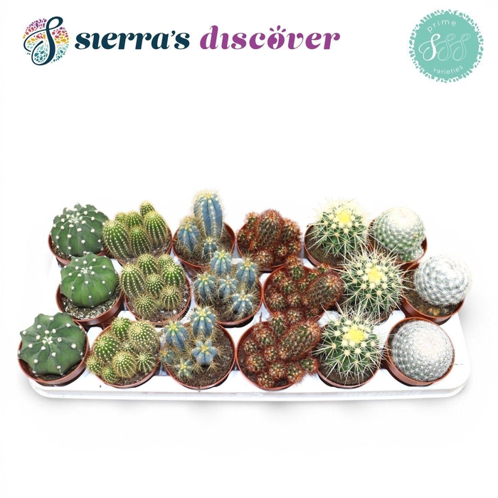 <h4>CACTUS GEM</h4>