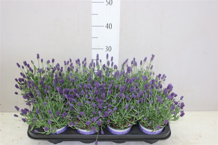 <h4>Lavandula Hidcote Blue Blauw</h4>