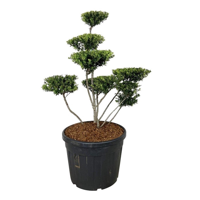 <h4>Ilex crenata 'Green Hedge'</h4>