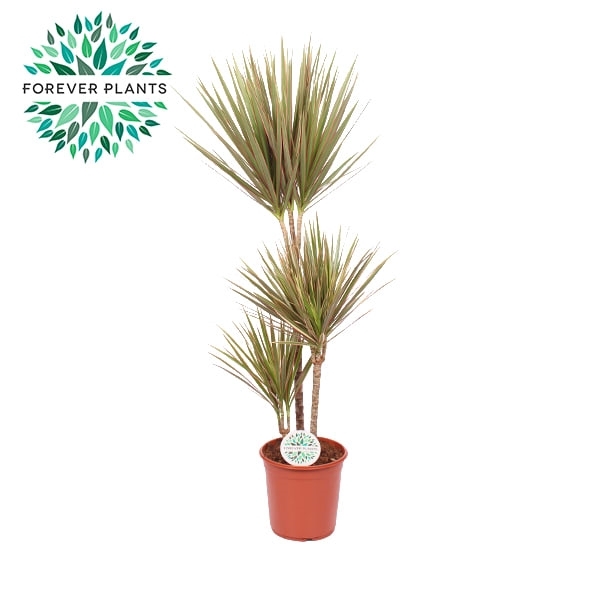 <h4>Dracaena Bicolor p24 60+30+10</h4>