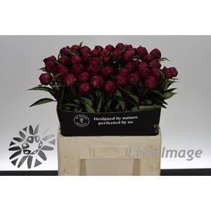 Paeonia avis varner