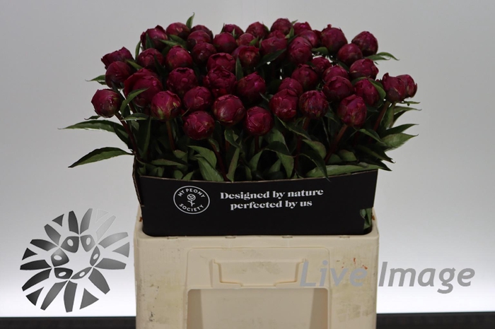 <h4>Paeonia avis varner</h4>