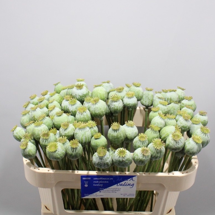 <h4>Papaver Som Zaad Ball Daling</h4>