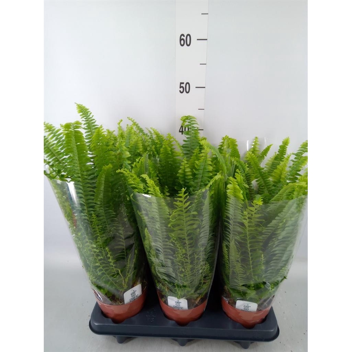 <h4>Nephrolepis exal. 'Green Lady'</h4>