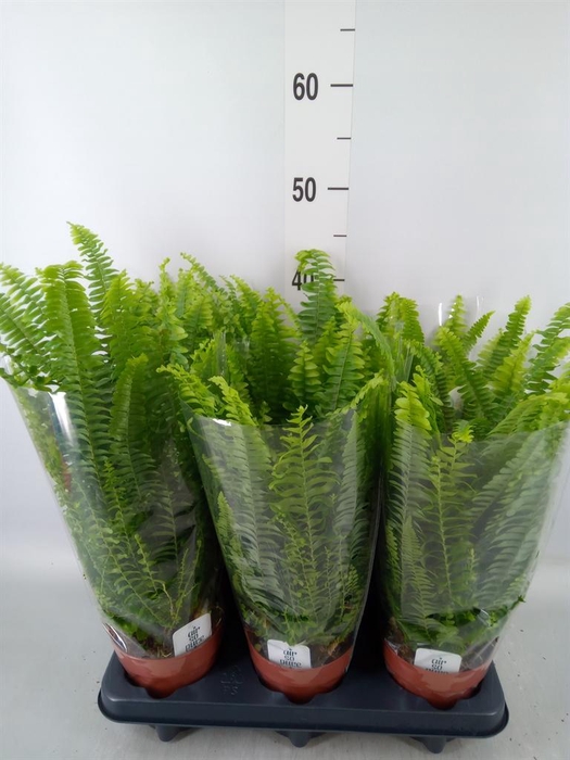 Nephrolepis exal. 'Green Lady'