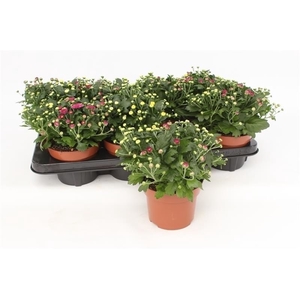 Chrysanthemum Rosanna Carnaval