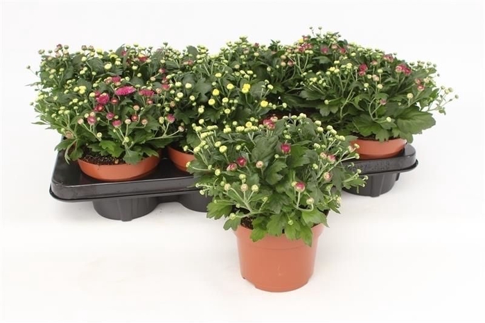 <h4>Chrysanthemum Rosanna Carnaval</h4>