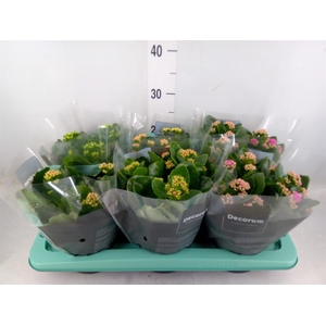 Kalanchoe blos.   ..rosebud mix  4