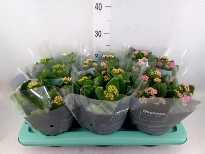 <h4>Kalanchoe blos.   ..rosebud mix  4</h4>