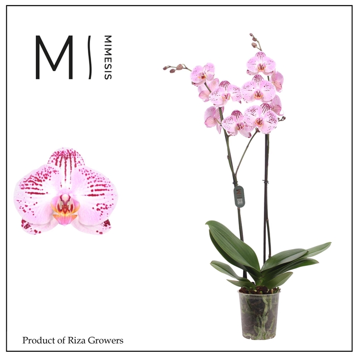 <h4>Phalaenopsis Cassie 2 spike – 12cm | Mimesis</h4>