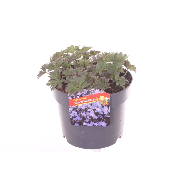 <h4>Geranium Black Beauty</h4>