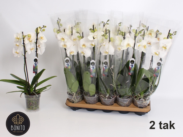 <h4>PHAL AN WINDSOR</h4>