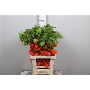 Physalis Lampion Tak
