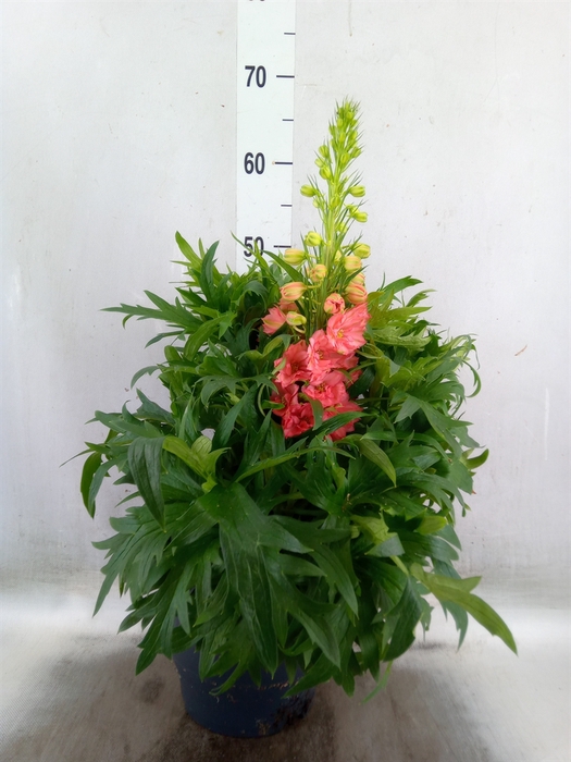 <h4>Delphinium 'Red Lark'</h4>