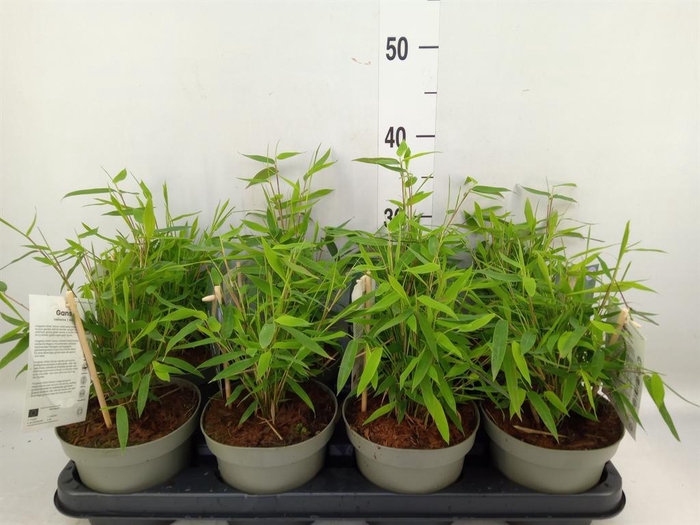 <h4>Fargesia   ...</h4>