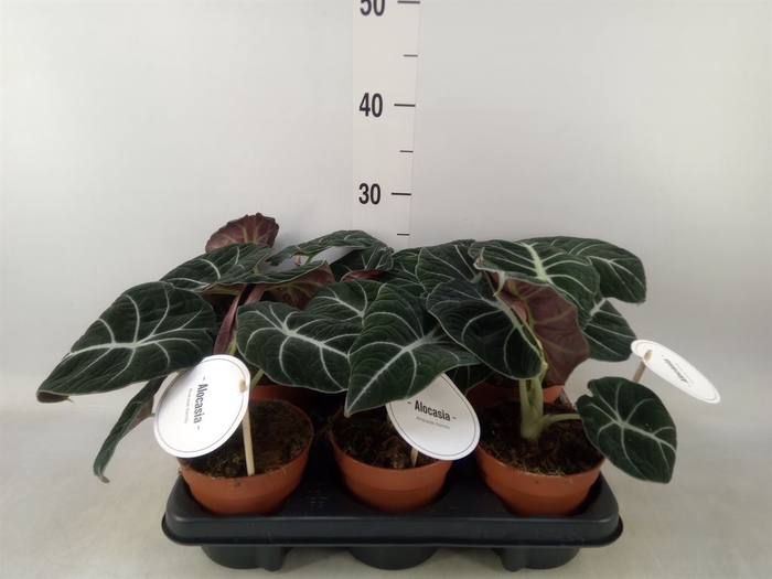 <h4>Alocasia  'Black Velvet'</h4>
