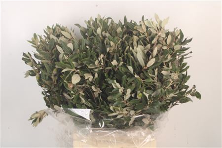 <h4>Steeneik Per Bunch</h4>