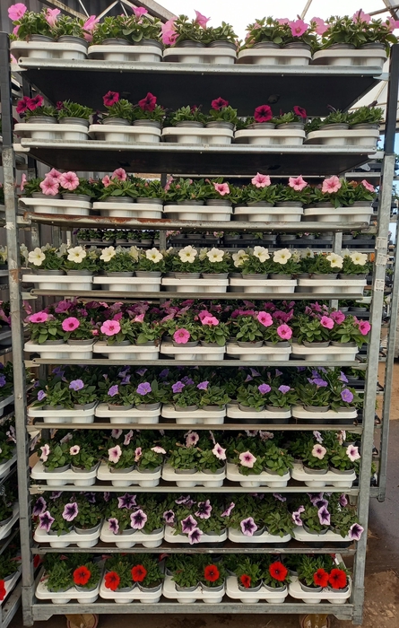 <h4>PET SURF MIXK</h4>