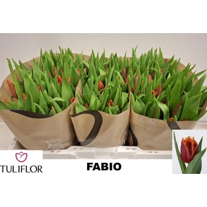 TU FR FABIO