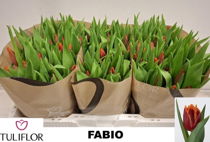 <h4>TU FR FABIO</h4>