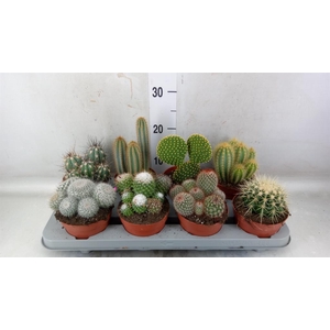 Cactus   ...mix