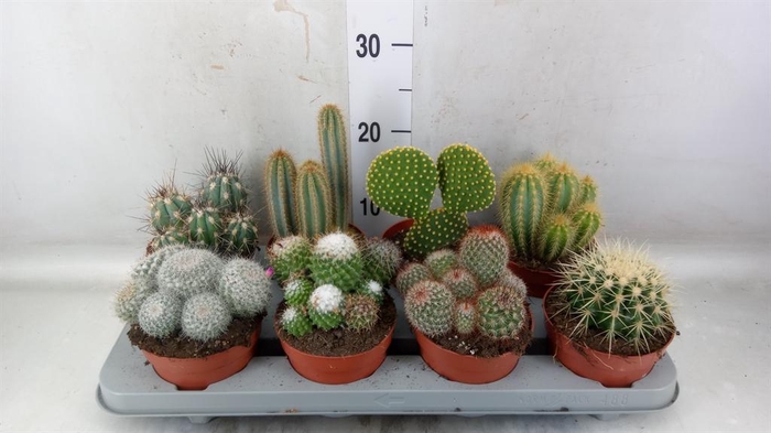 <h4>Cactus   ...mix</h4>
