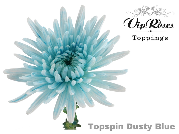 Chrys bl paint topspin dusty blue