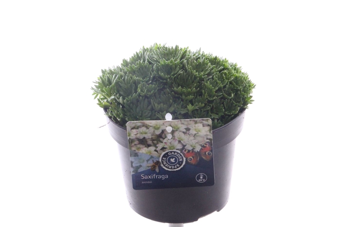 <h4>Saxifraga arendsii Ice Colours Appleblossom</h4>