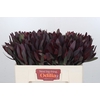 Leucadendron Saf Sunset Dark R.