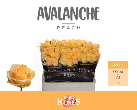 <h4>Rozen R GR Avalanche Peach x60</h4>
