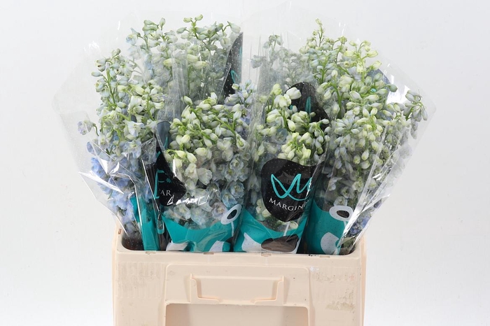 <h4>Delph Du Guard Laven</h4>