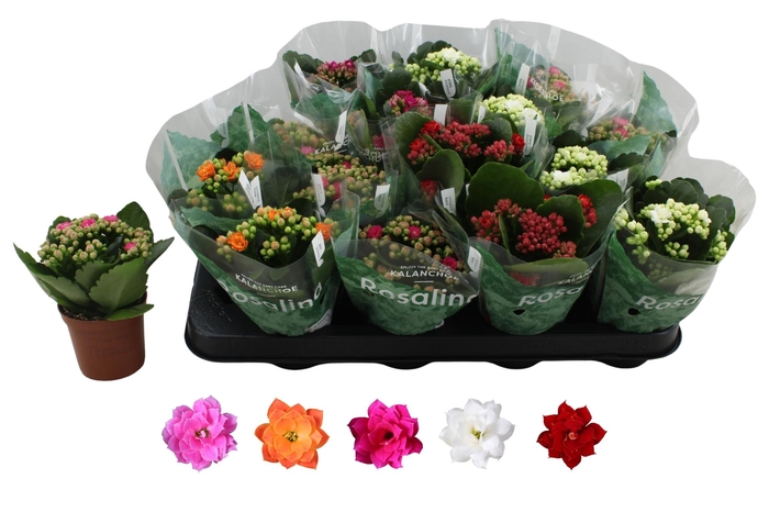 <h4>Kal Ge Ro Gem 5 Kl</h4>