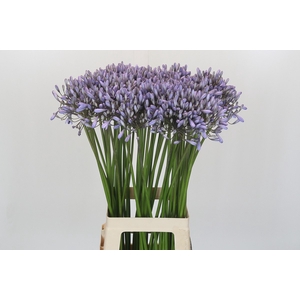 Agapanthus Silberpfeil