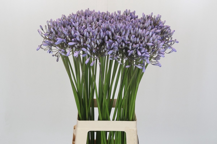Agapanthus Silberpfeil