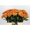 Dahlia Dr Phil