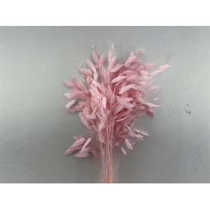 Dried Chasmantium Light Pink 10pcs Bunch