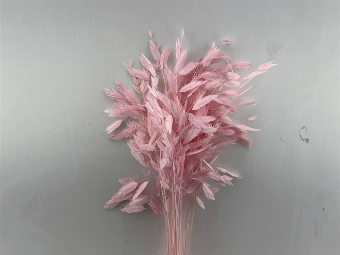 <h4>Dried Chasmantium Light Pink 10pcs Bunch</h4>