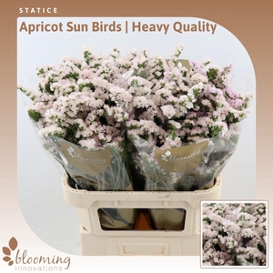 Statice Apricot Sun Birds | Heavy Quality