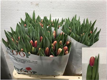 <h4>Tu En Timeless</h4>