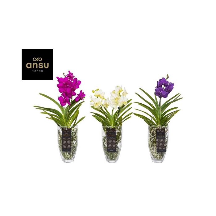<h4>Vanda Charlotte Colour Mix</h4>