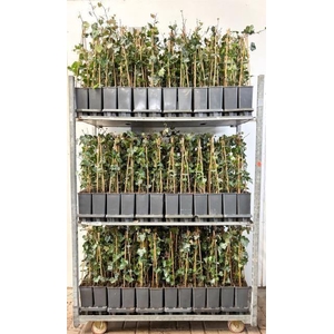 Hedera hibernica tuin