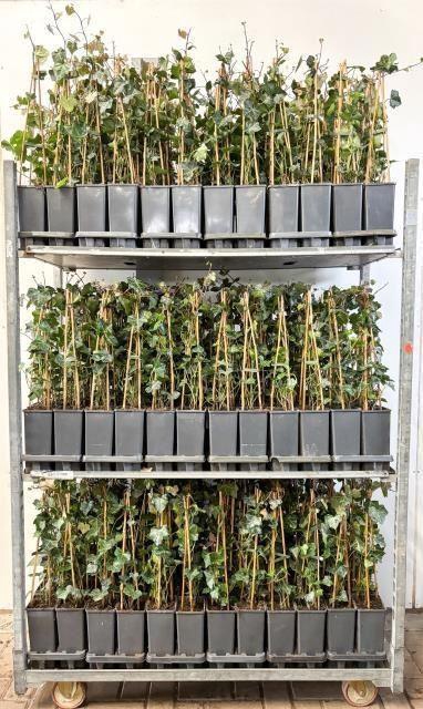 <h4>Hedera hibernica tuin</h4>