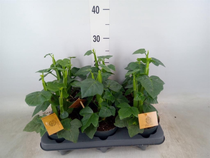 <h4>Planten   ... L%</h4>