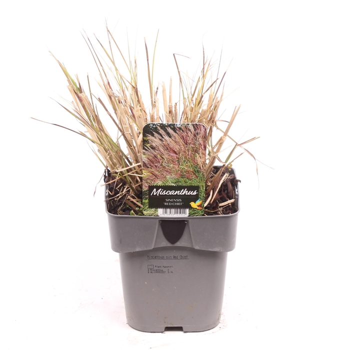 <h4>Miscanthus sin. 'Red Chief'</h4>